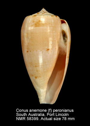 Conus anemone (f) peronianus.jpg - Conus anemone (f) peronianus(Iredale,1931)
